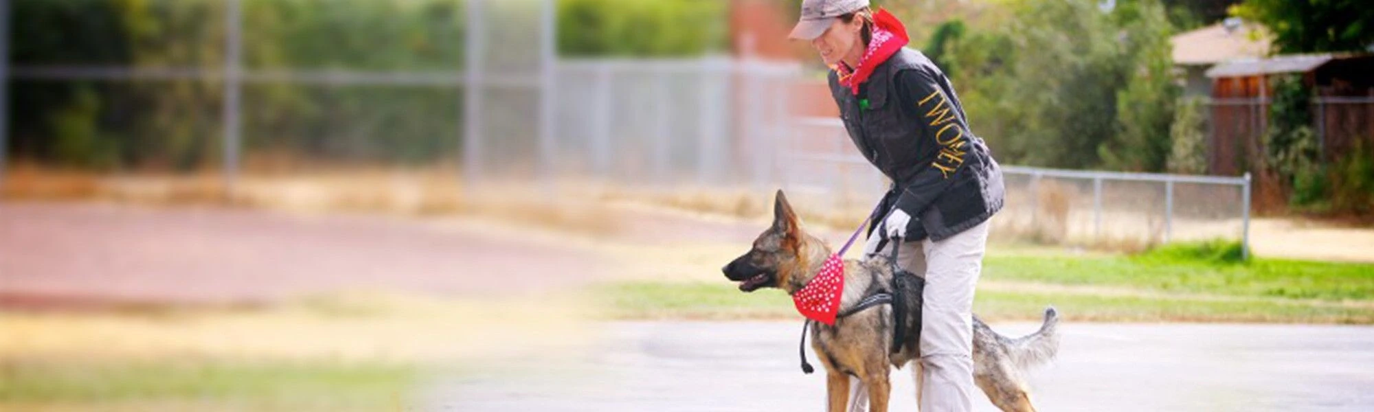 Dog on alert. Dog on alert.