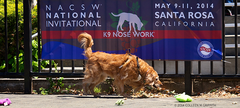 Golden Retriever NACSW 2014 Nationals Search