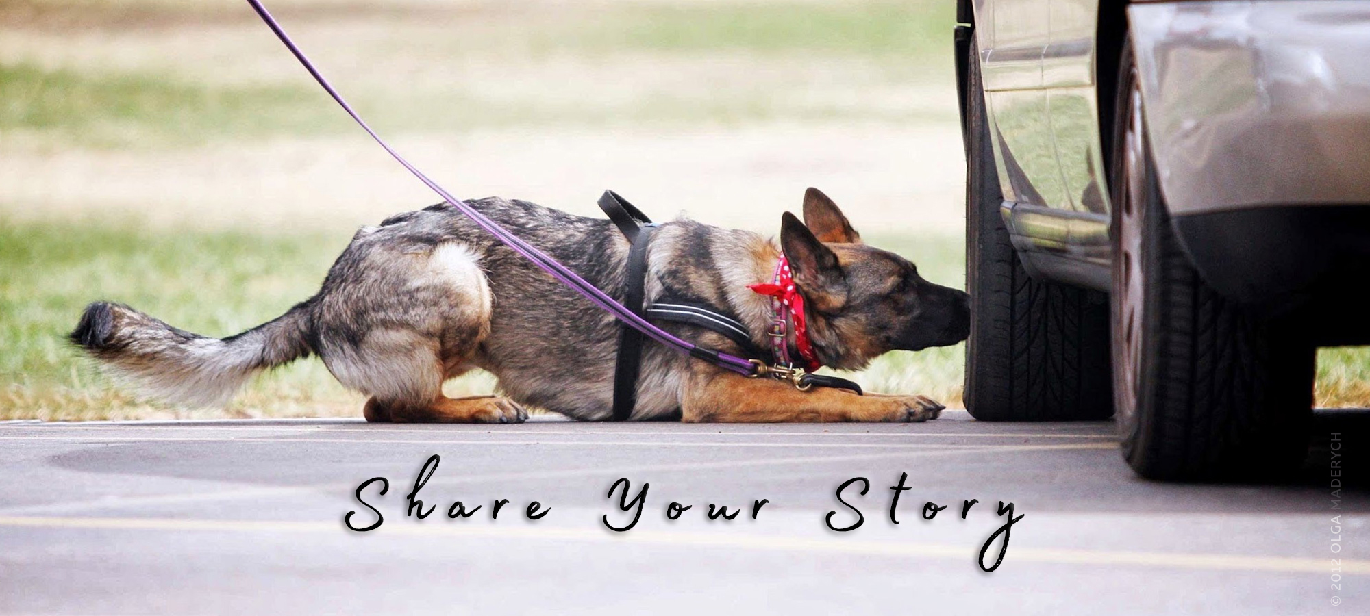 German Shepherd NW Vehicle Search