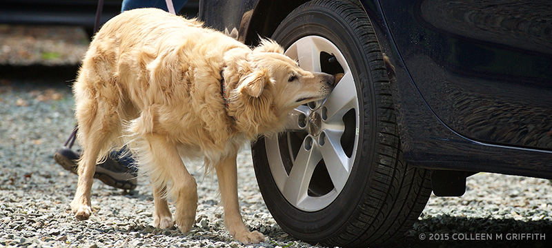 Vehicle Search - Canine Scent Detection | Phoenix, MD
